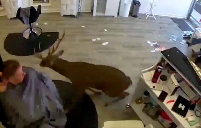 deer-salon