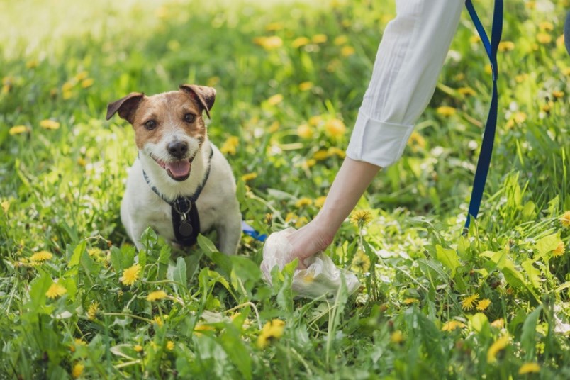 dog-waste