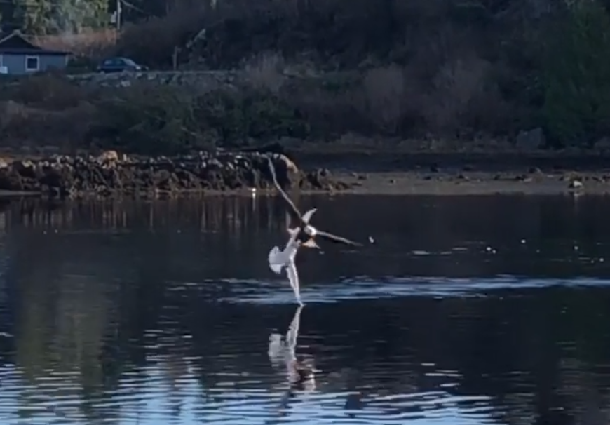 EagleSeagull