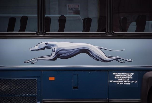 greyhound3443