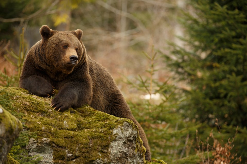 grizzly-bear