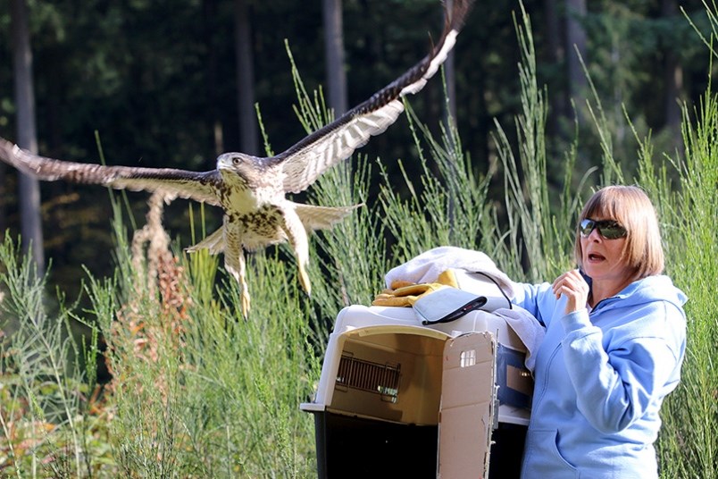 Carol Norris, a volunteer with Orphaned Wildlife Rehabilitation Society (OWL), releases a red-tailed hawk into Mundy Park Wednesday.
(via Mario Bartel)