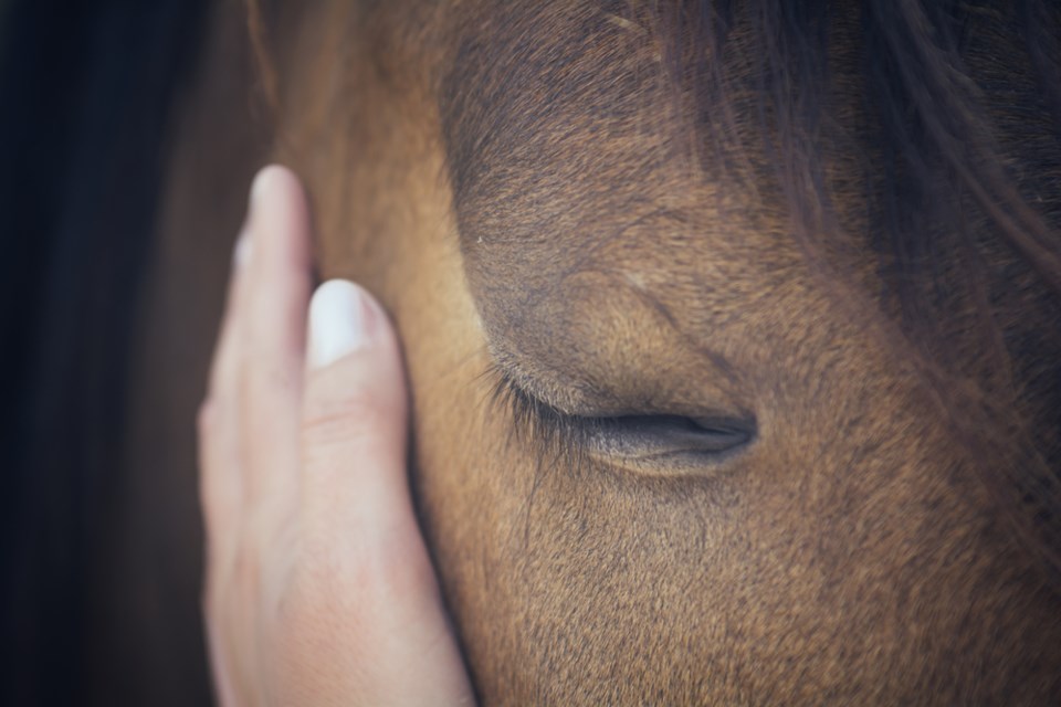 horse-stock