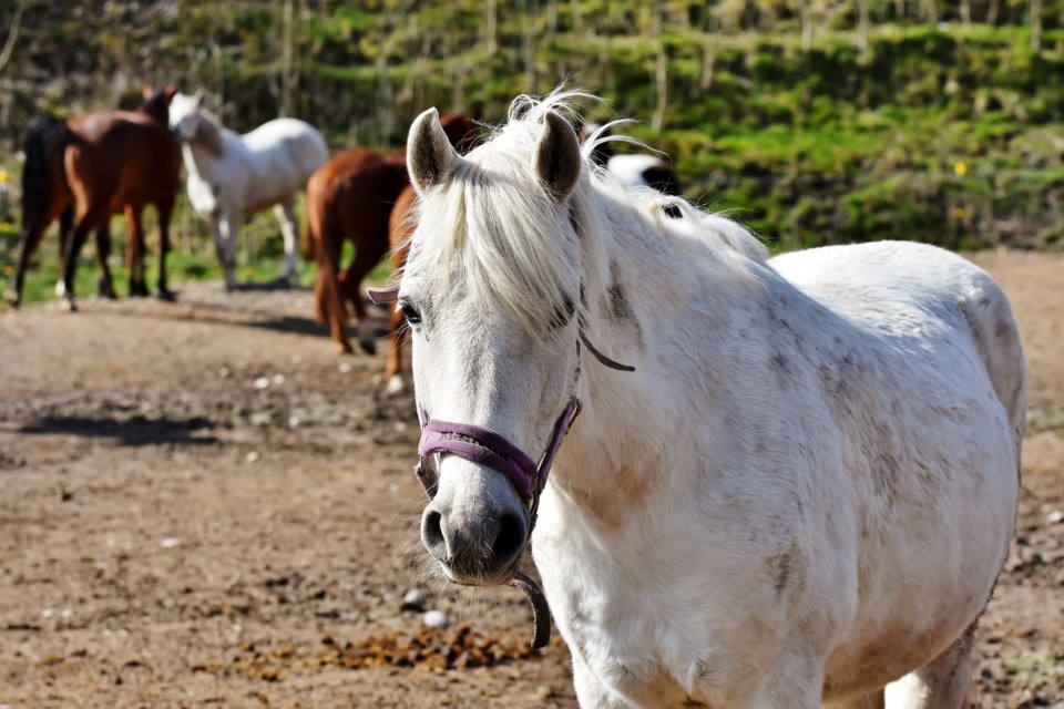 Horses