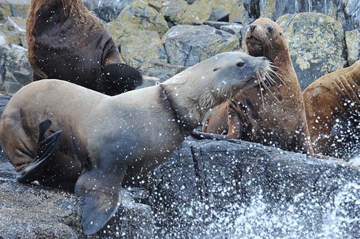 The male stellar sea lion had a plastic packing band stuck around its neck. (via Sea Doc Society)