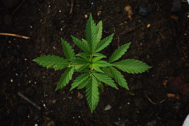 marijuanaplant