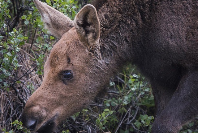 moose-3744756_1280_p3417335