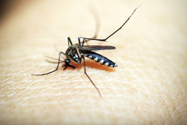 mosquito bite