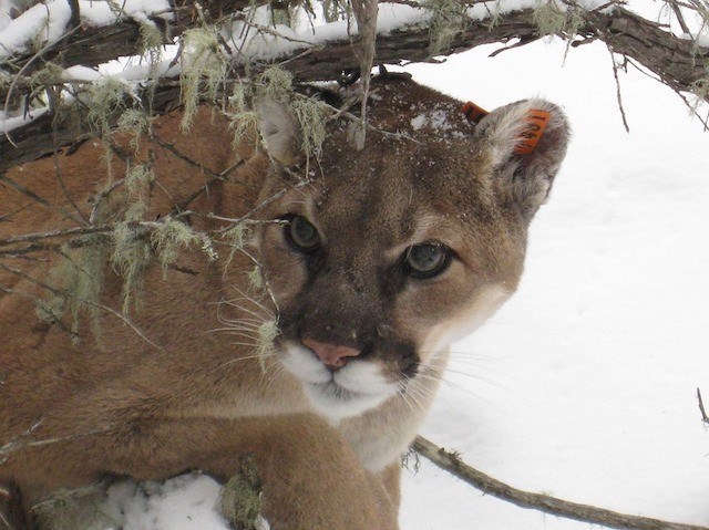 mountain-lion-9
