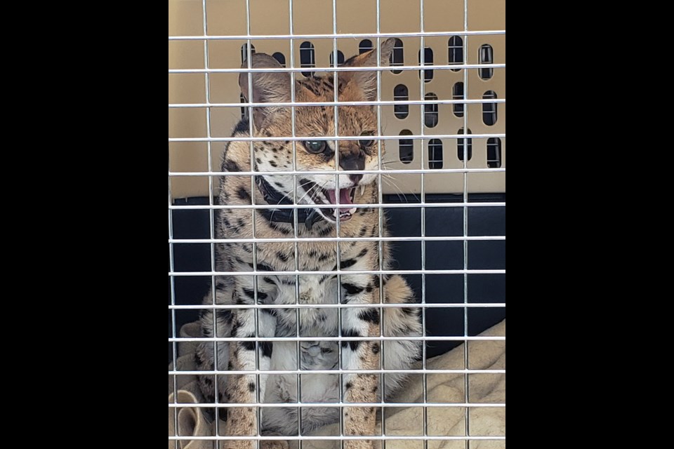 One of the serval cats. (via B.C. SPCA)