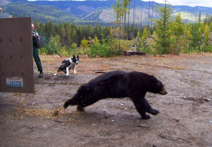 Now retired officer Bruce Richards releases a bear with his retired partner Mischka, the first Karelian bear dog in the program. (via Washington Department of Fish and Wildlife)