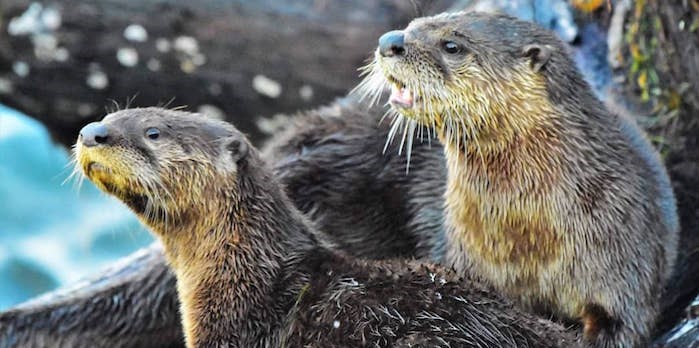 otters-cute