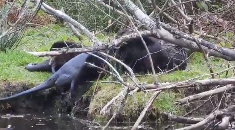 otters-swimming