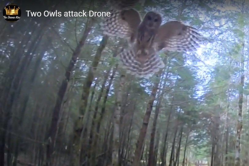 owl-attack
