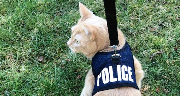 police-cat-bcrcmp