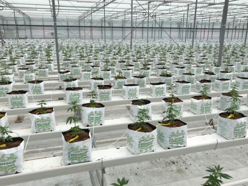 pot-smell