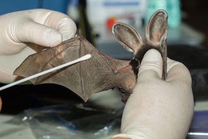 rabid bat