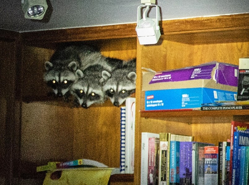 racoons