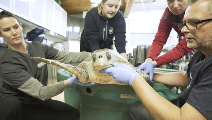 rare-sea-turtle.jpg