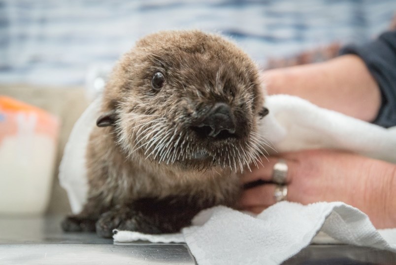 Rialto as a pup. (via Vancouver Aquarium)