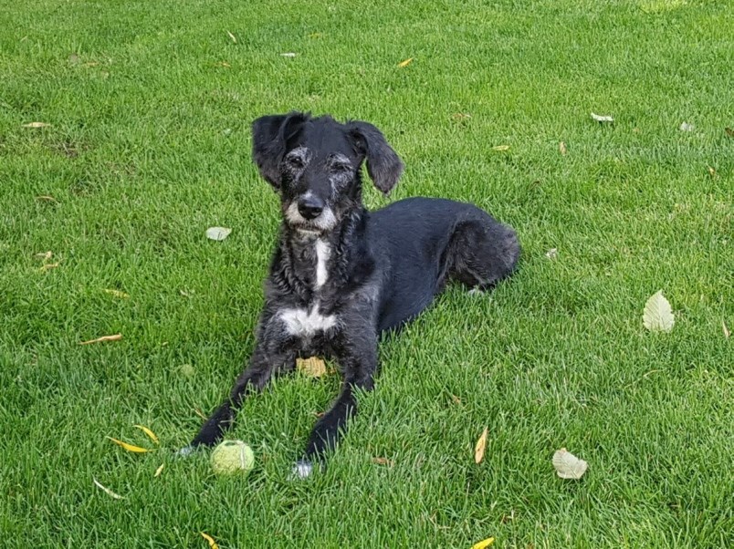 saveddog