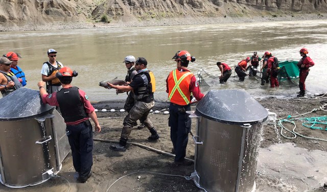 saving the salmon