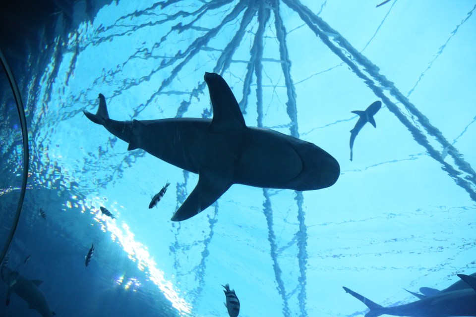shark tank