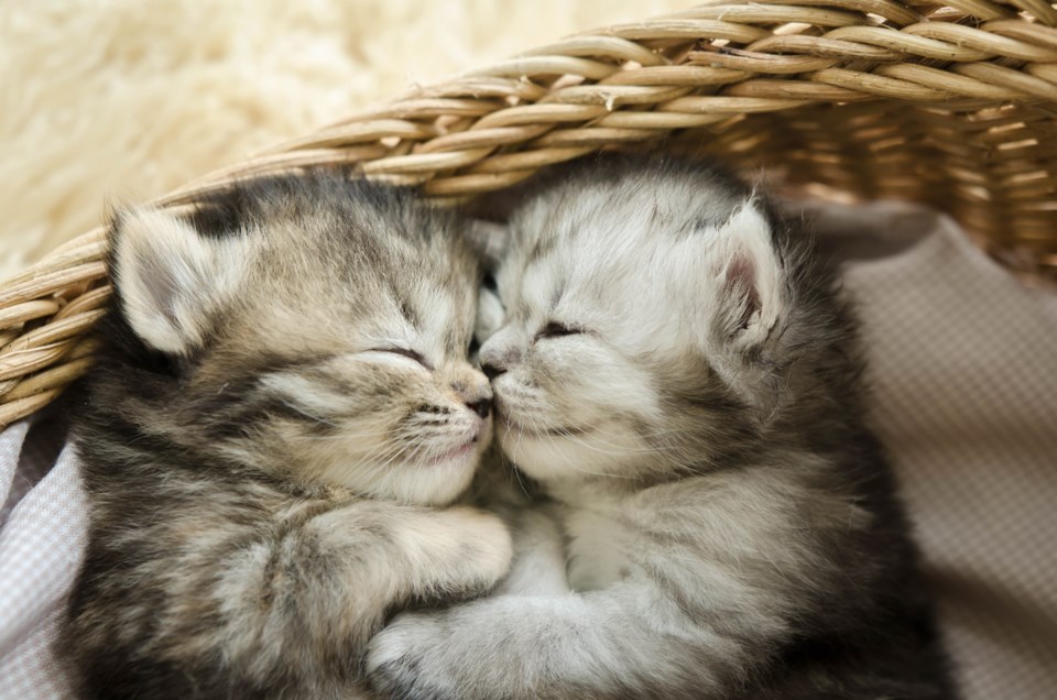shutterstock_292049765