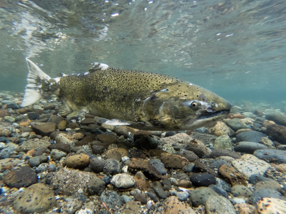 shutterstock_chinook
