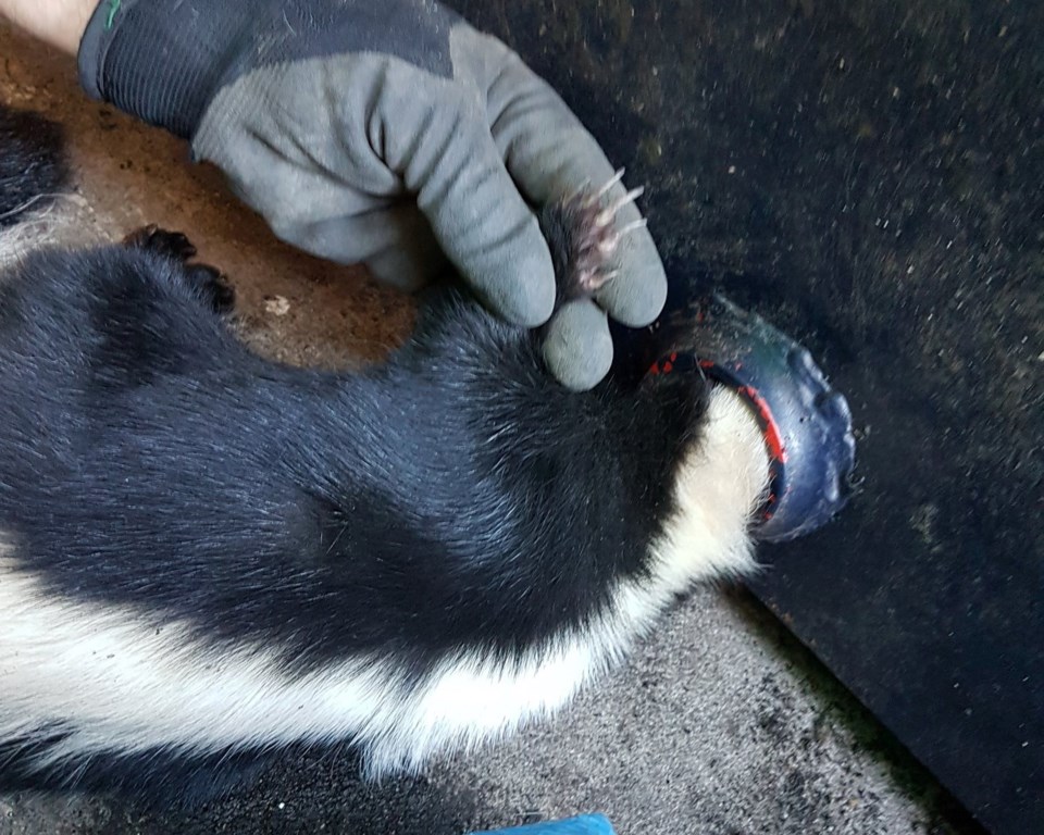 skunk1