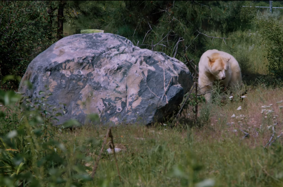 spirit bear