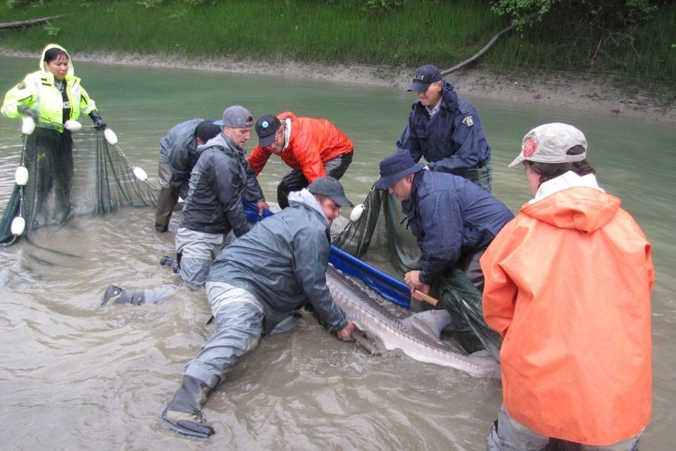 Sturgeon Rescue