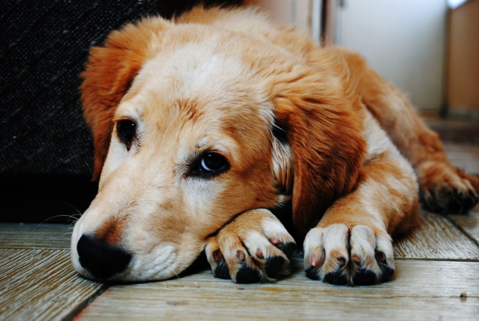 tan-and-white-short-coat-dog-laying-down-in-a-brown-wooden-