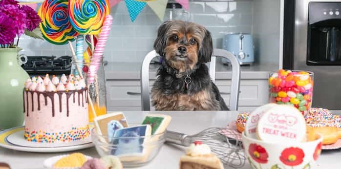 treats-table-dog