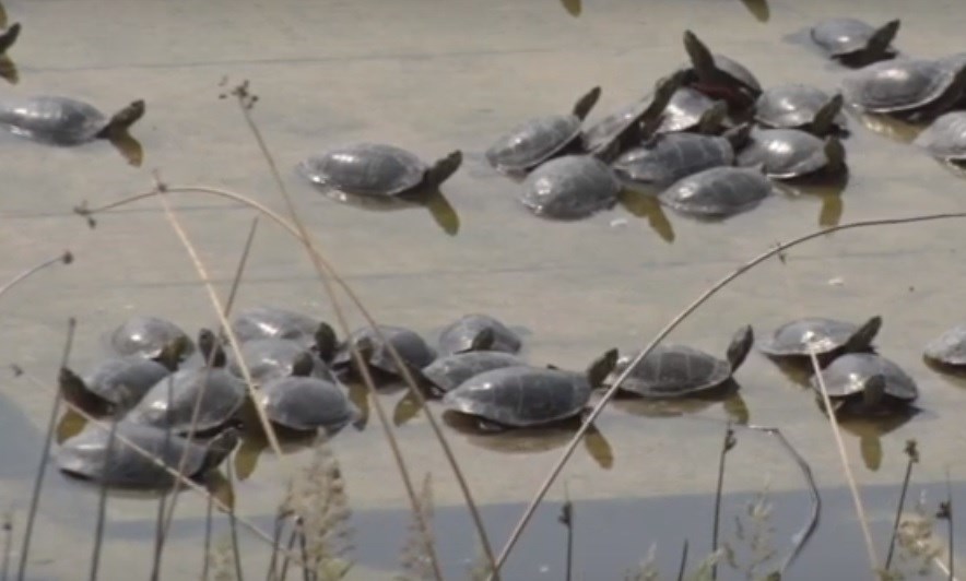 turtles-screenshot