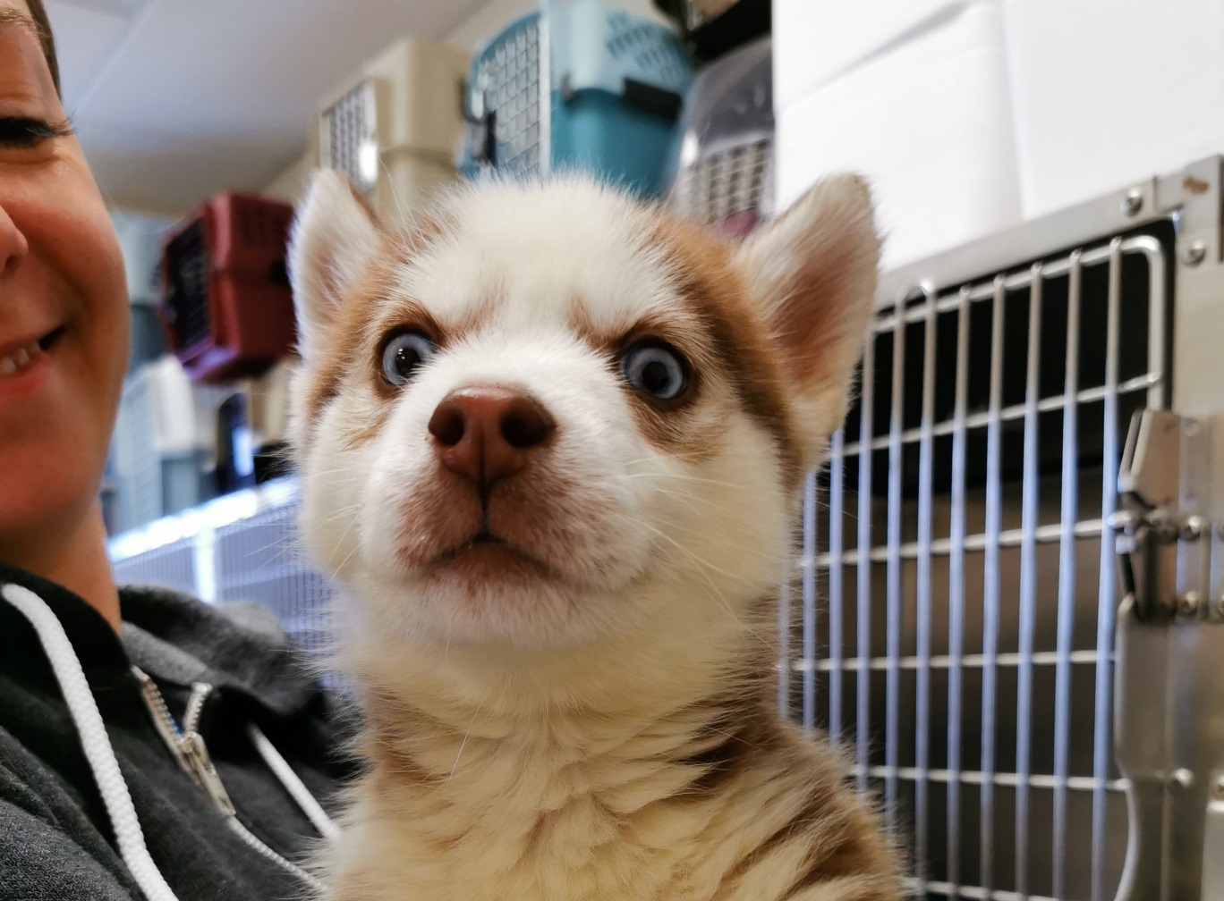 Unique huskies sales
