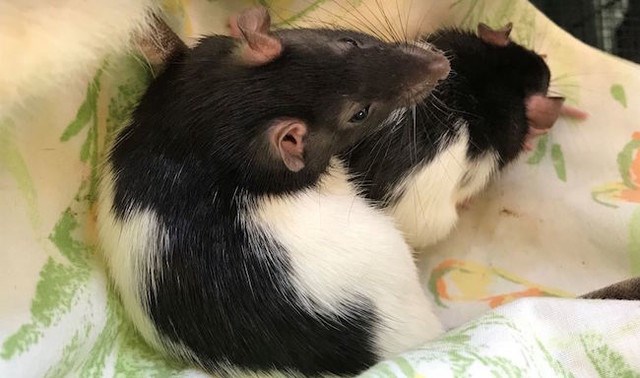 van-rats