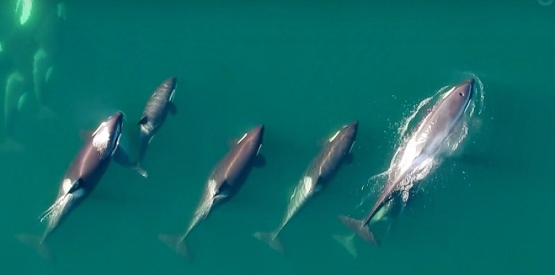 whale-drone-footage