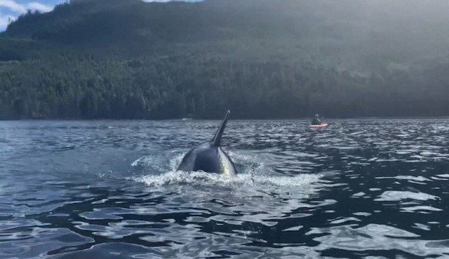 whale-file-photo