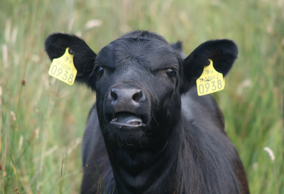 cow-1062701_1920