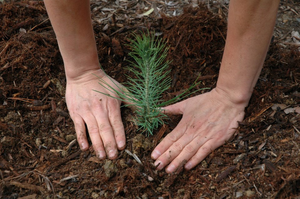 Sapling planting