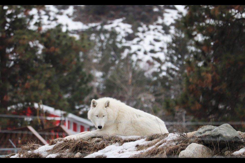 The park has three arctic wolves, all siblings (AJ, Marraq and Sijja). (via Brendan Kergin)