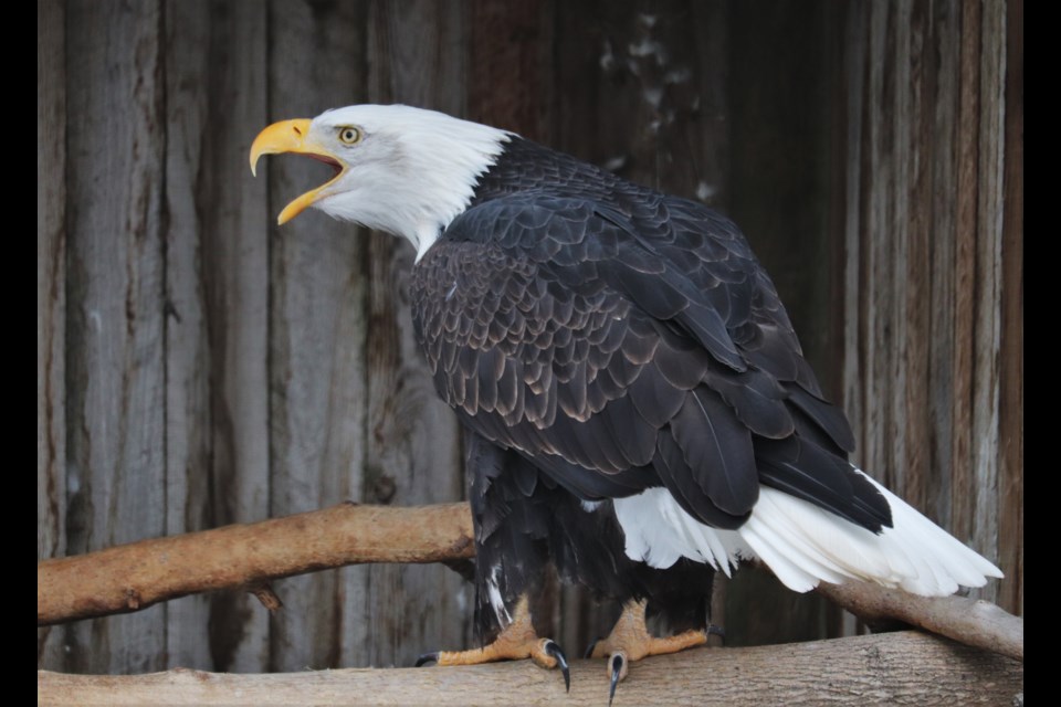 Two bald eagles live at the park, Coho and Chinook, named after salmon species. (via Brendan Kergin)