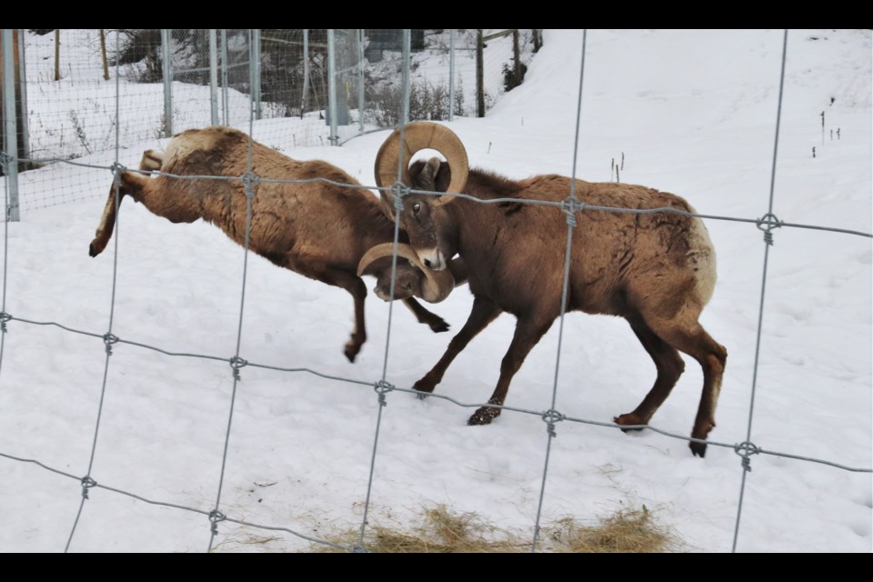 The park's three bighorn sheep are all related. Q-tip is the dad, while Robson and Elbert are his sons. (via Brendan Kergin)