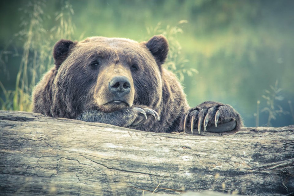 bear-edit