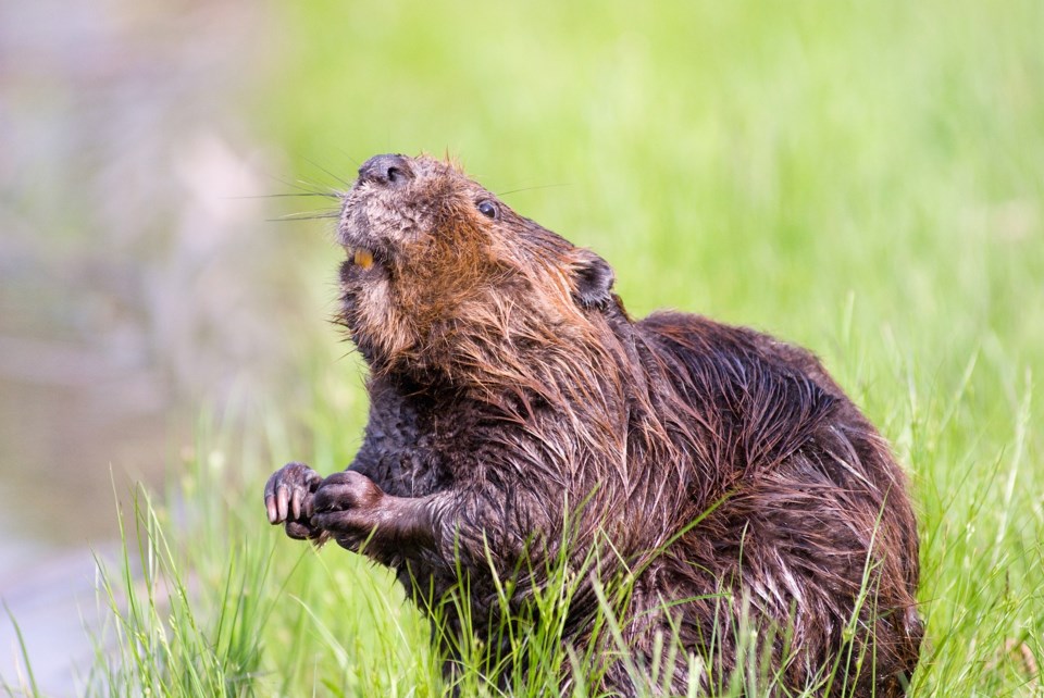 beaver-1528948_1920