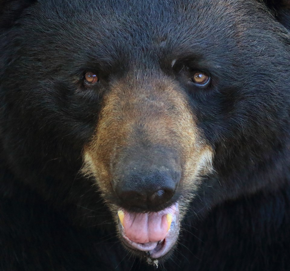 black bear close-up