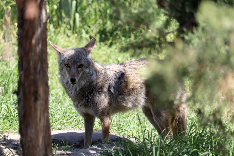 Coyote