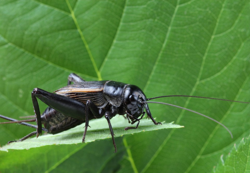Cricket