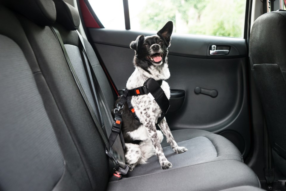 DoggoinCar